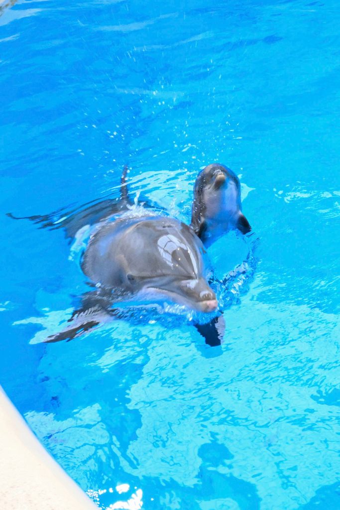 Dolphin mother and newborn calf swimming in a pool.