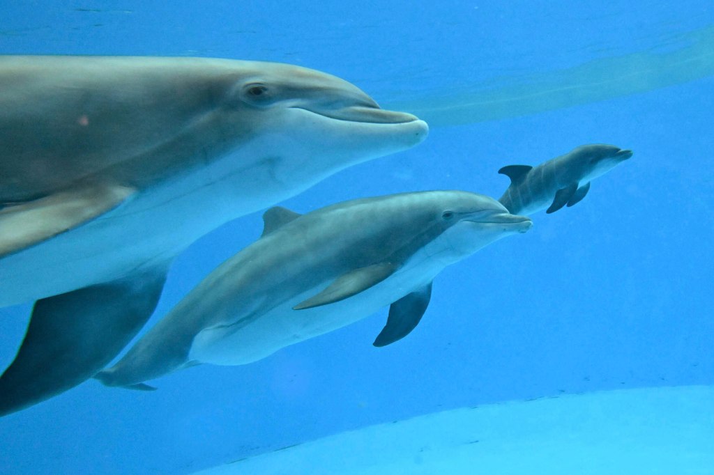 Mother dolphin and two calves swimming underwater.