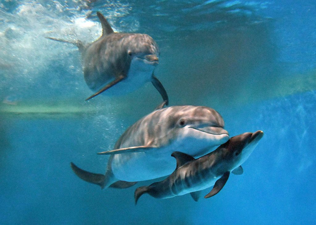 Two dolphins and their newborn calf swimming underwater.