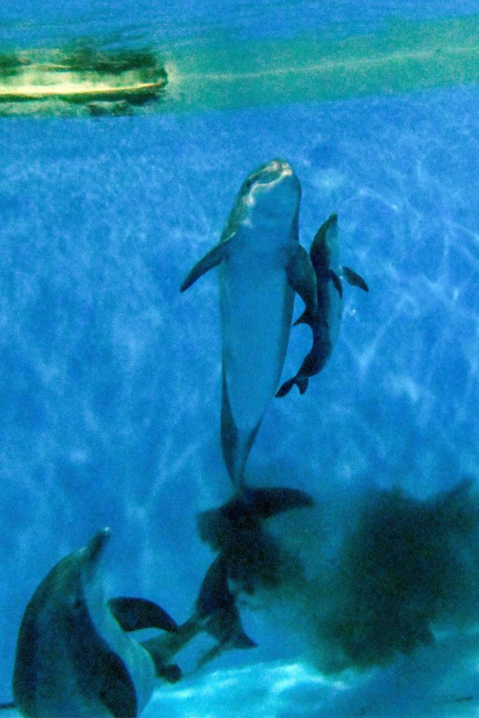 Dolphin giving birth to a calf.