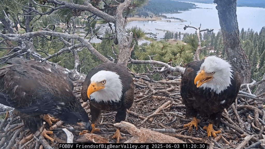 Three bald eagles in a nest overlooking a lake.