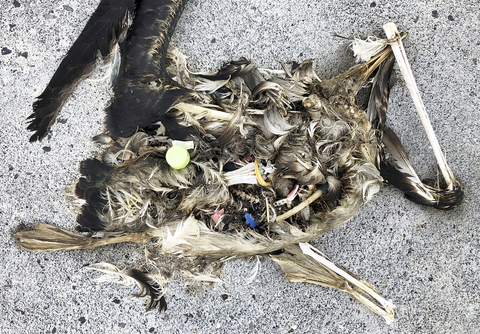 The carcass of a seabird, decomposing and exposing bits of plastic waste inside its body