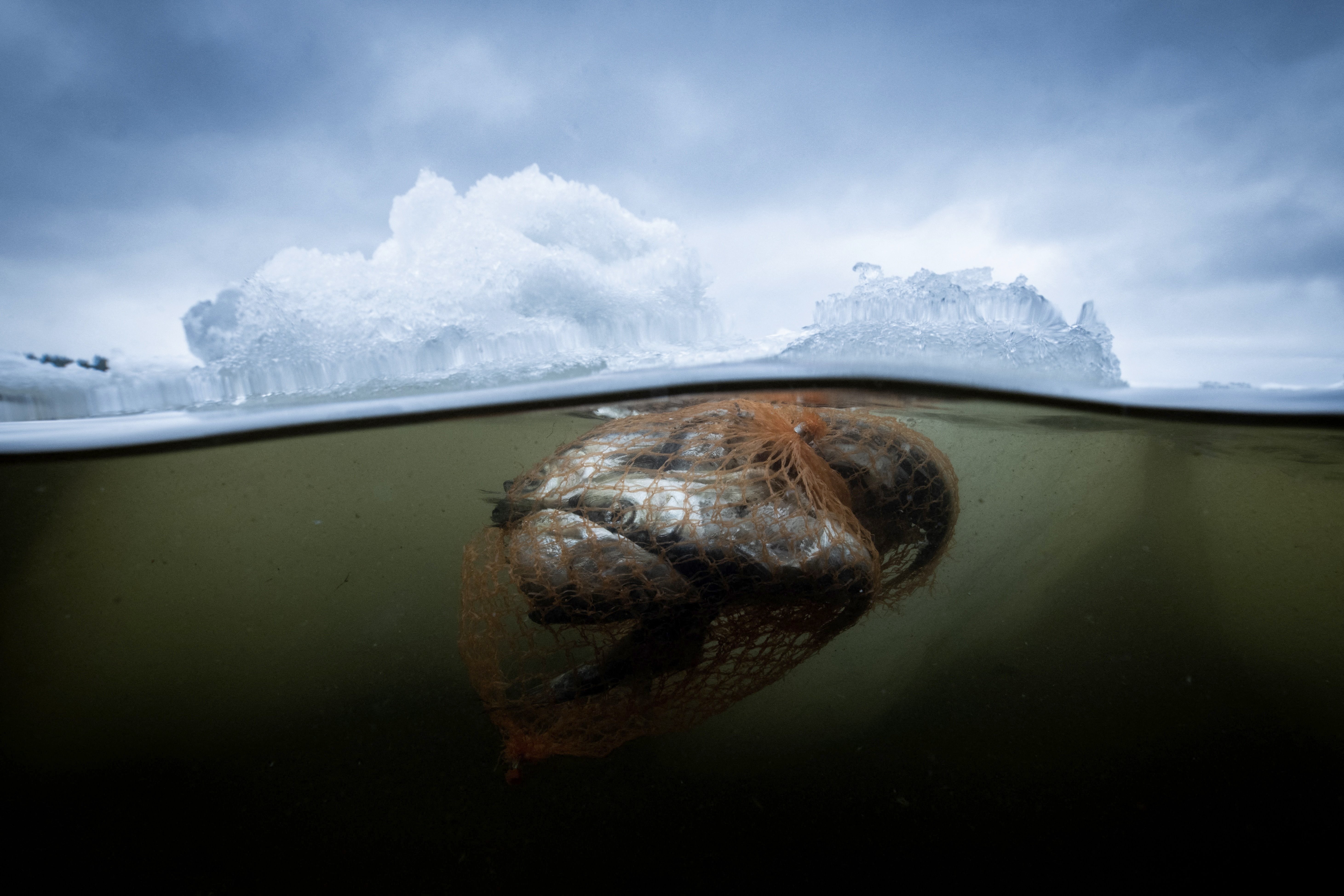 Several dead herring, trapped in a plastic packaging net, floating near small icebergs