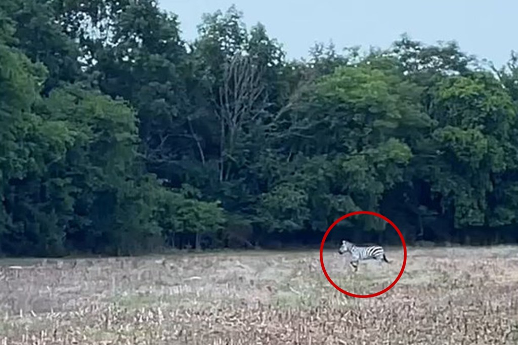 A zebra running in a field.