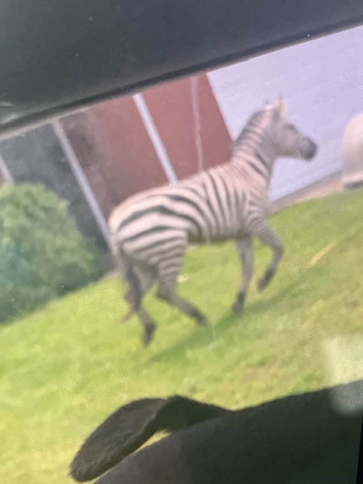 Photo of a zebra in a yard.