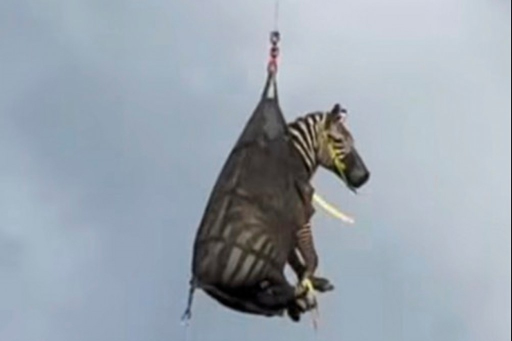 Zebra being airlifted in a net.