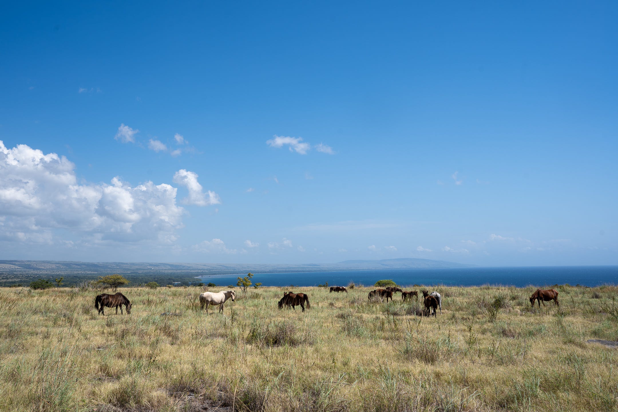 Horses near the Puru Kambera Savannah, on the eastern side of Sumba Island.