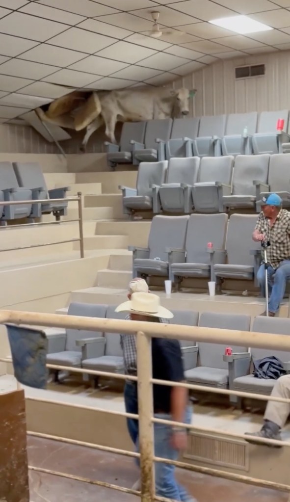 Cow crashes through ceiling into audience.