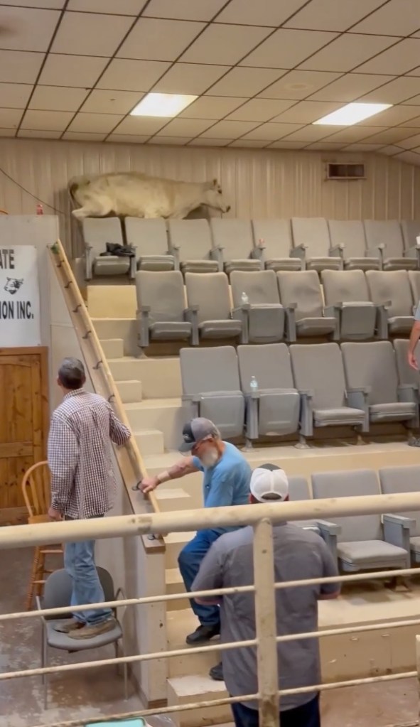Cow on bleachers; people trying to guide it down.
