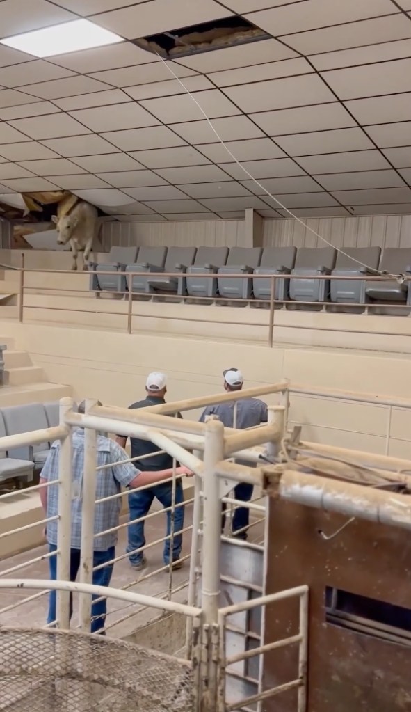 Cow fell through ceiling of livestock auction.