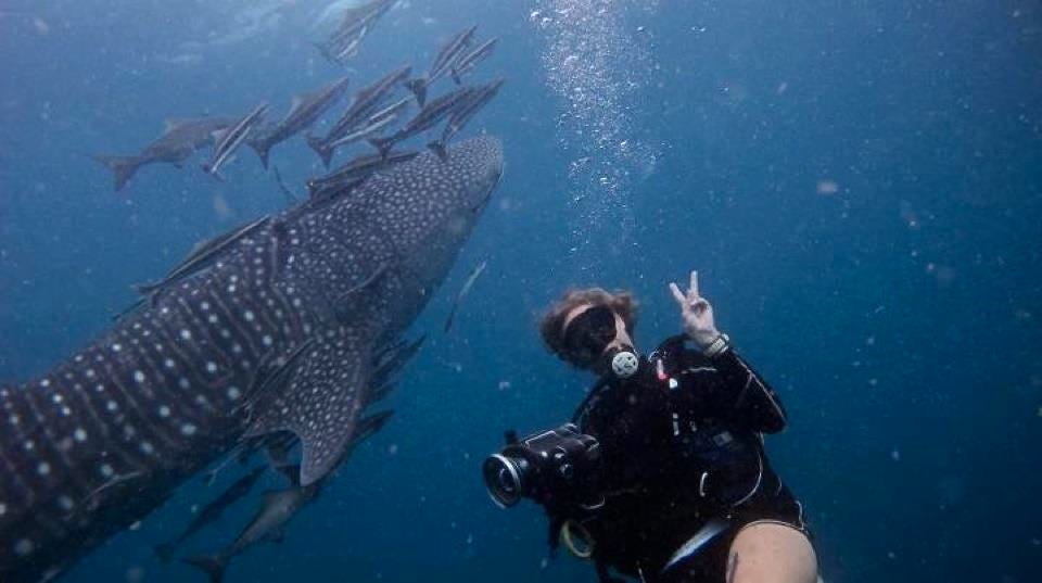 A woman diving alongside a whale shark.