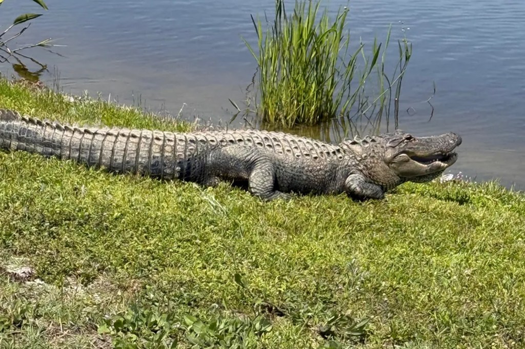 Alligator by the water.