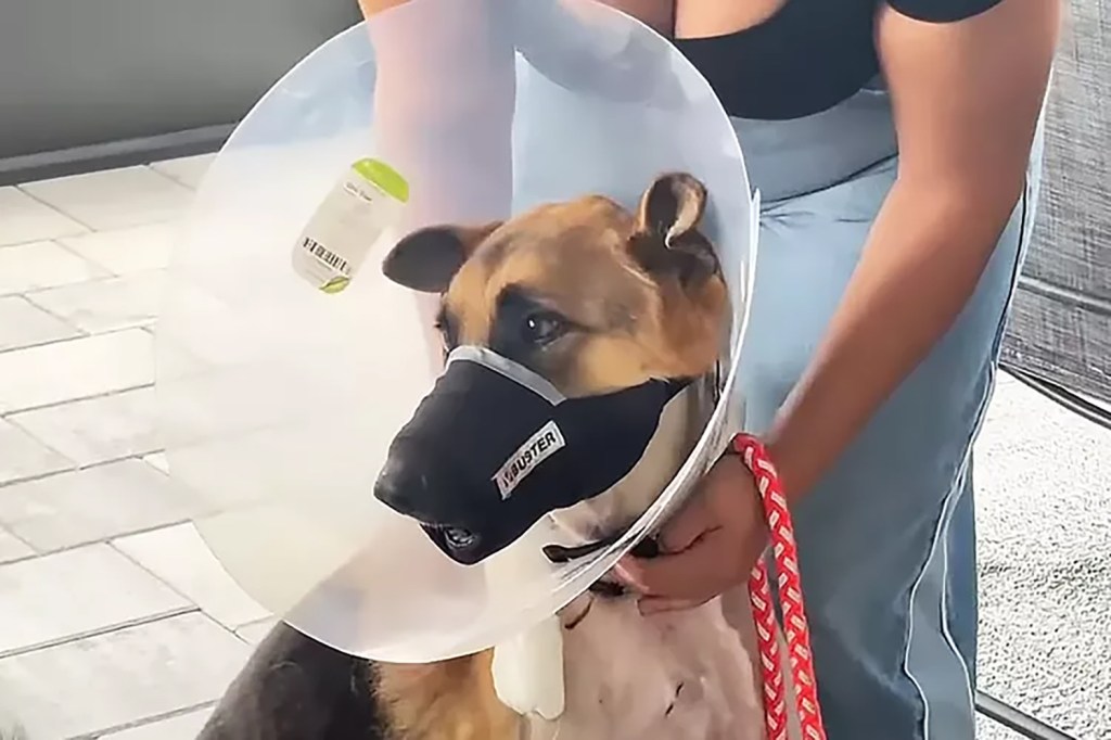 German Shepherd wearing a cone and muzzle.