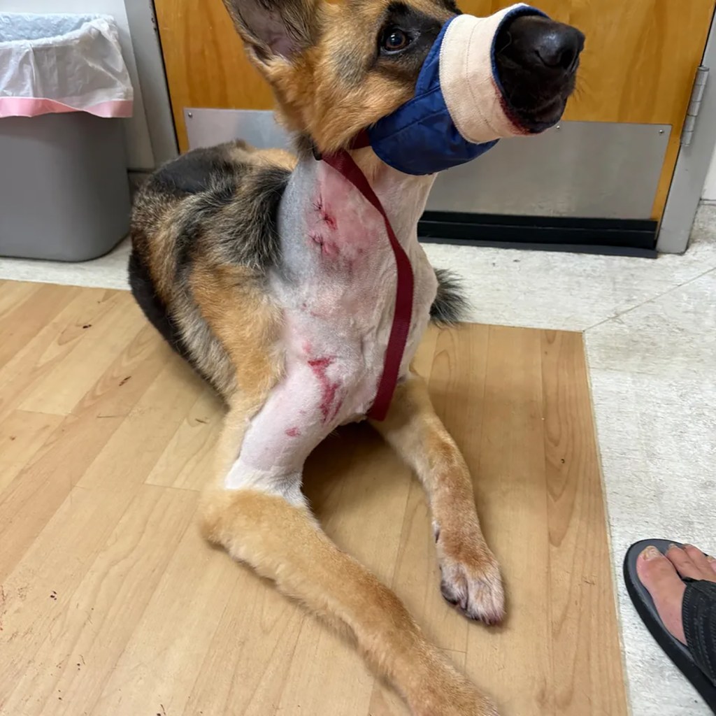 Injured German Shepherd with a muzzle.