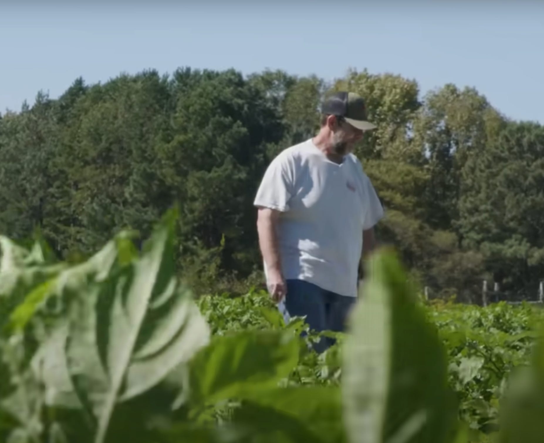a person standing in a hot pepper field