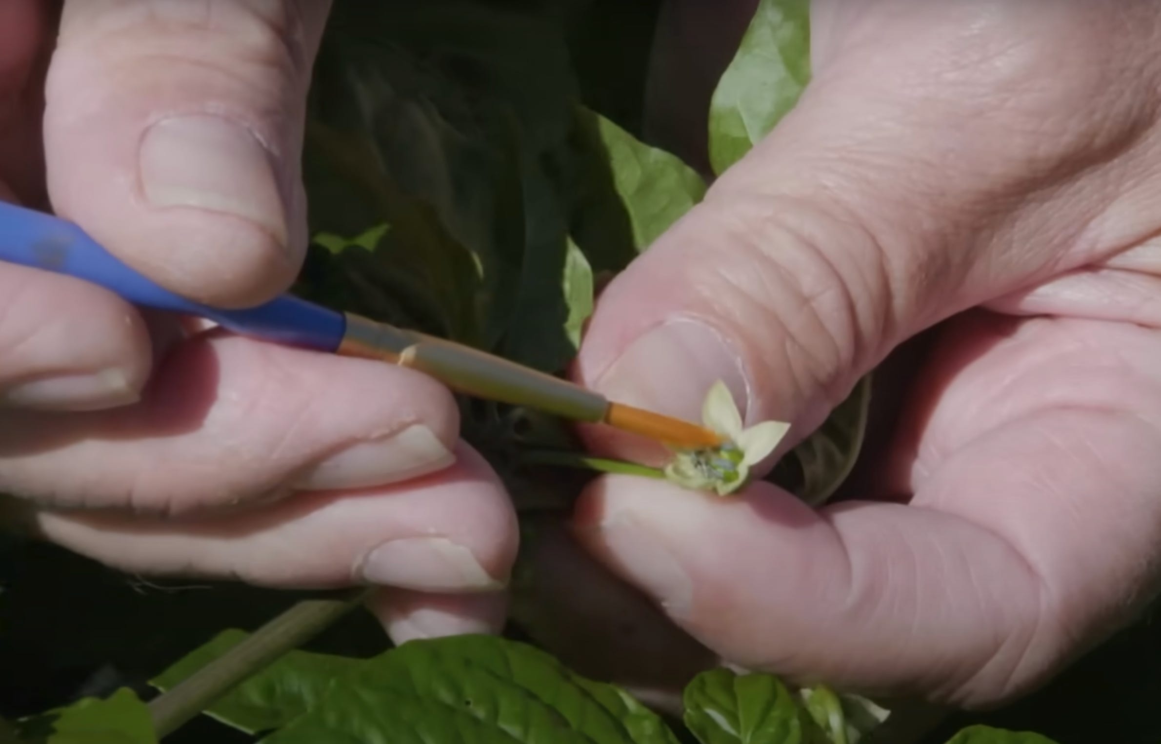 A person holding a paintbrush collecting pollen from a hot pepper flower on it