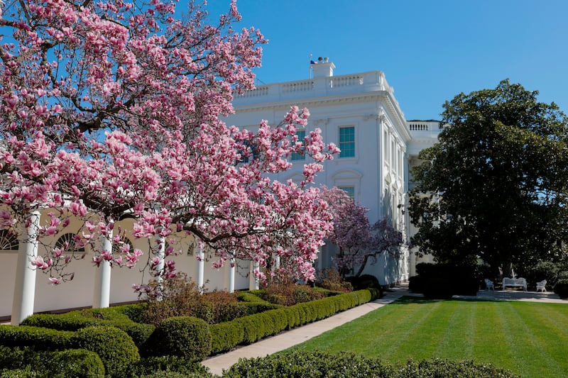 The empty Rose Garden lawn and magnolia trees in March 2025.