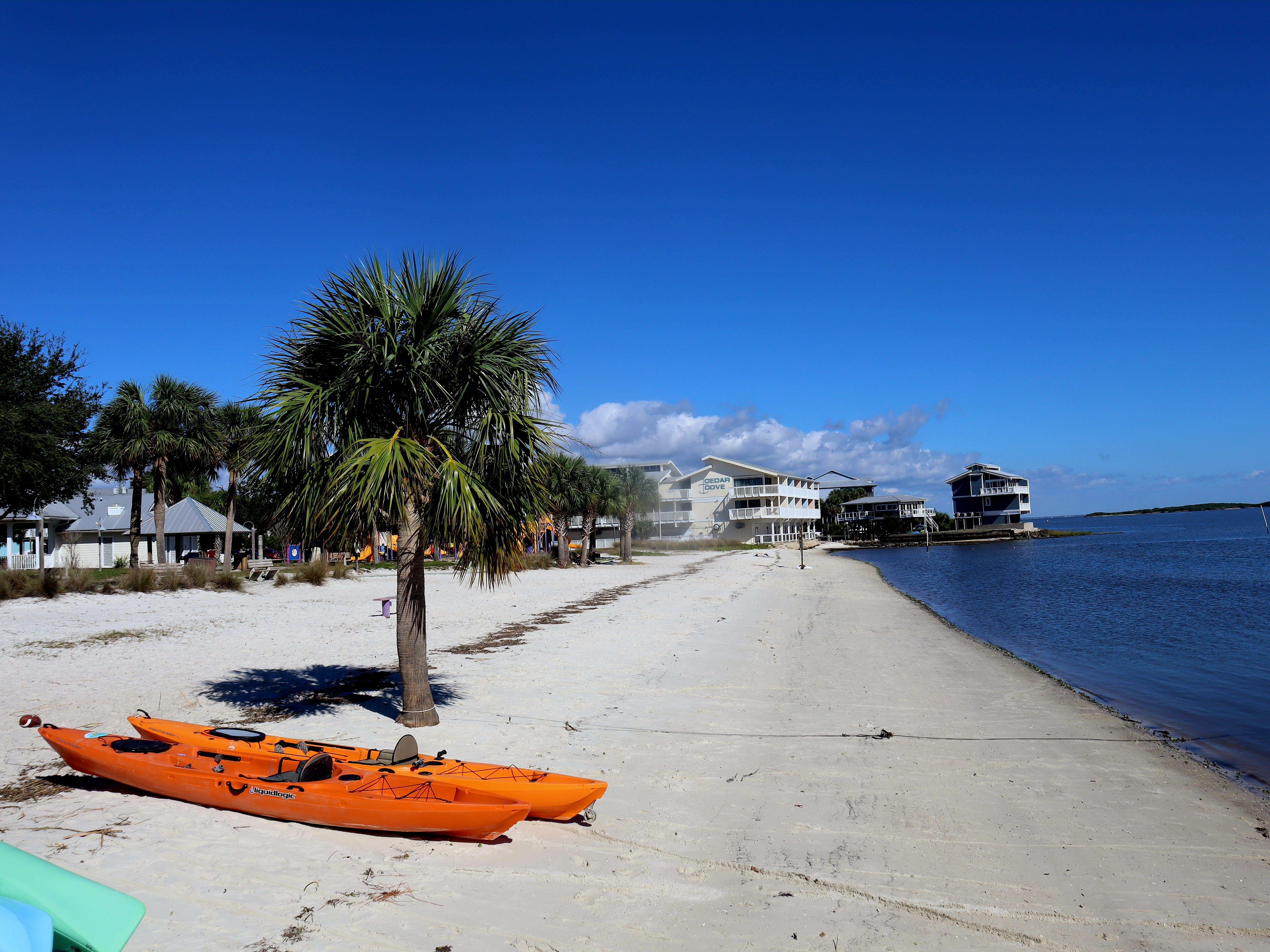Two kayaks on a beach near a palm tree.