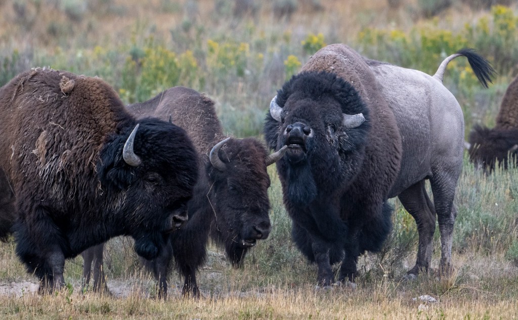 Three bison in Yellowstone National Park during mating season.