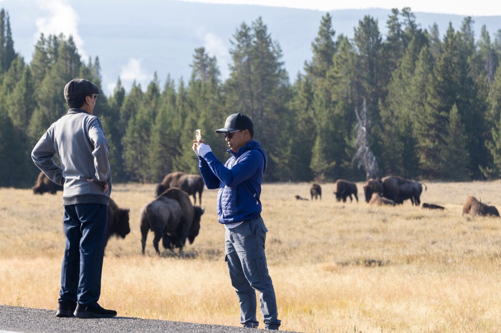 Two people watching bison in Yellowstone National Park.