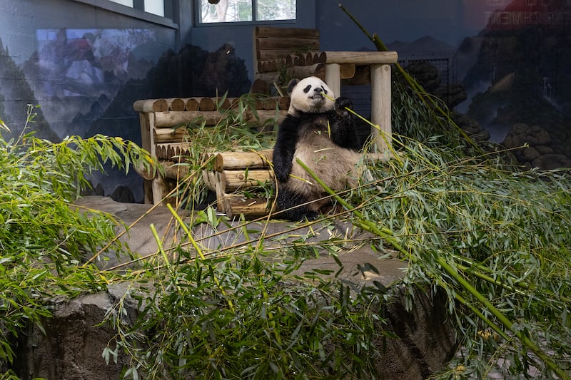 WASHINGTON, D.C.- APRIL 4: One of the two giant pandas on loan from China eats bamboo in its enclosure at the Smithsonian National Zoo on April 4, 2025 in Washington, D.C. (Photo by Andrew Lichtenstein/Corbis via Getty Images)