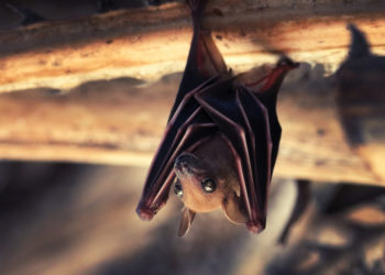 Bats Don’t Get Cancer—and That Could Be a Big Deal for Humans