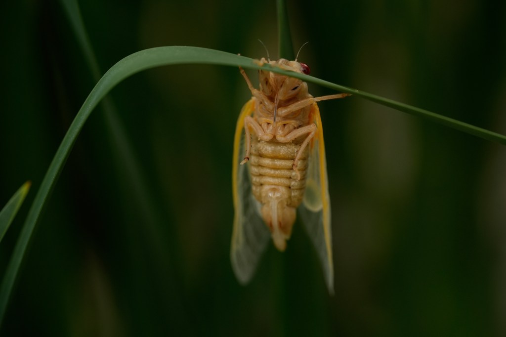 Cicada clinging to a blade of grass.