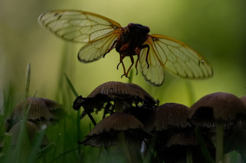 Cicada flying near mushrooms.