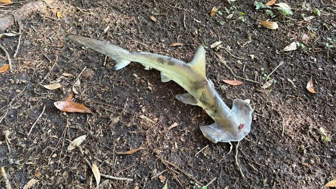 The unexpected disc golf hazard was actually a bird's lost lunch.