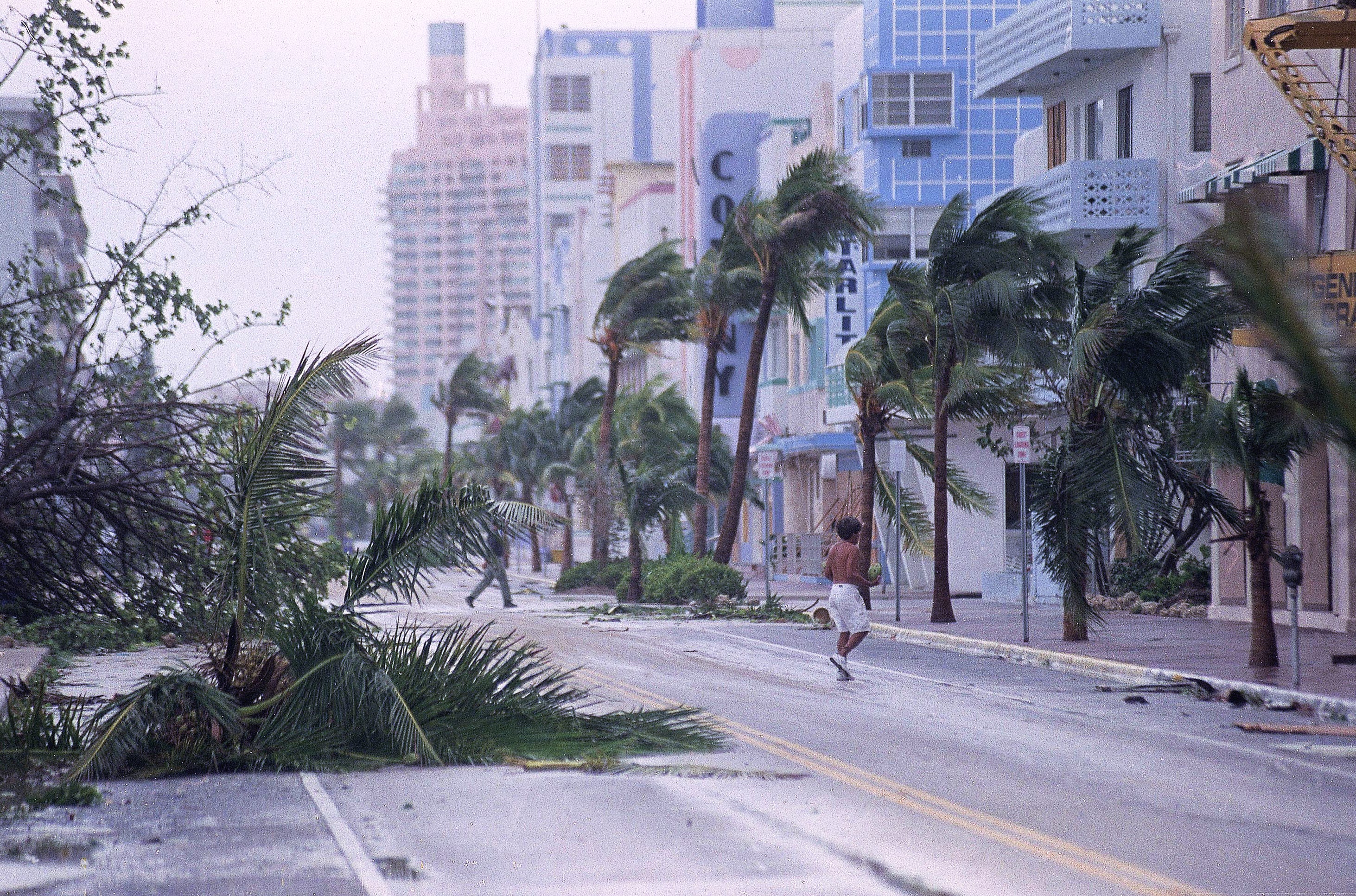 Palm and coconut trees snap back from the wind during Hurricane Andrew