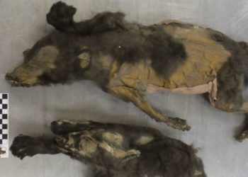 14,000-year-old mummified ‘puppies’ weren’t dogs at all, new research shows