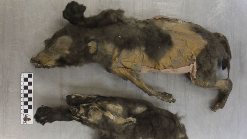 14,000-year-old mummified ‘puppies’ weren’t dogs at all, new research shows