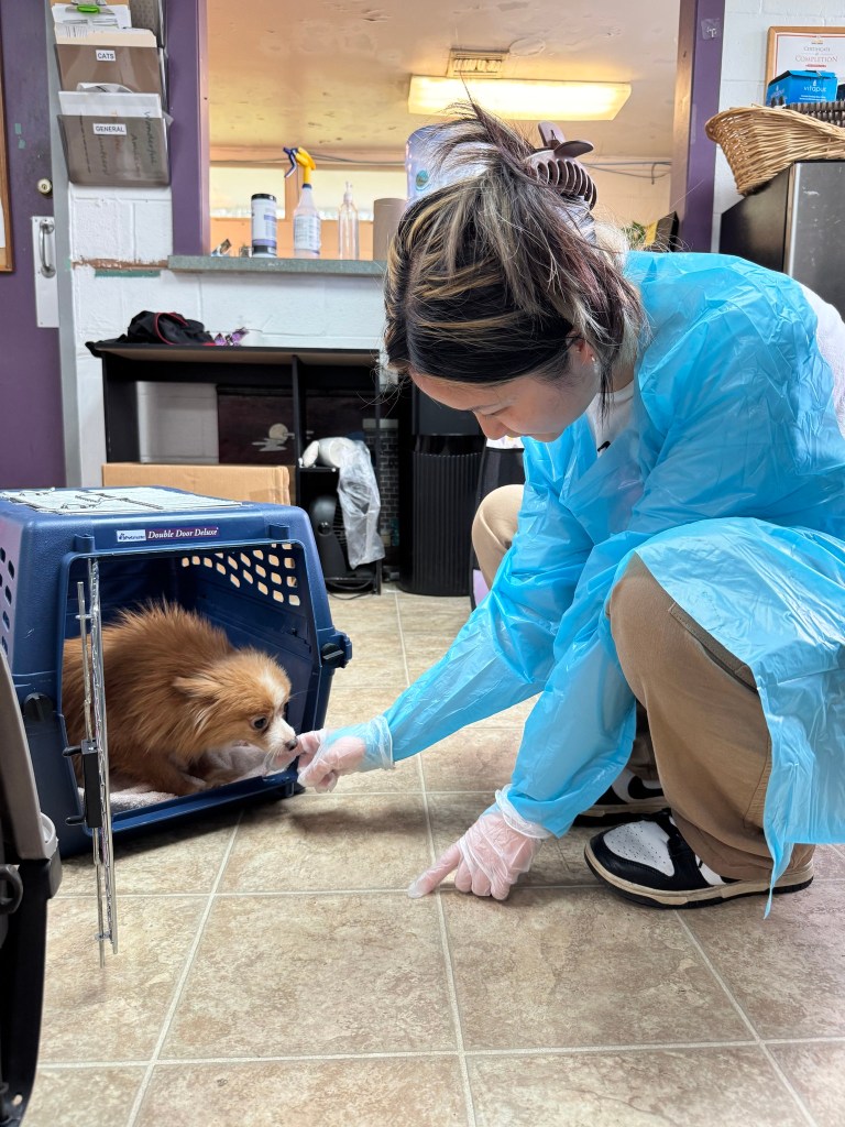 The team at the SPCA of Wake County is giving a rescue dog some much-needed TLC