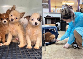 101 dogs rescued from alleged puppy mill were ‘housed in egregious conditions’