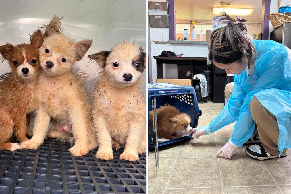 101 dogs rescued from alleged puppy mill were ‘housed in egregious conditions’