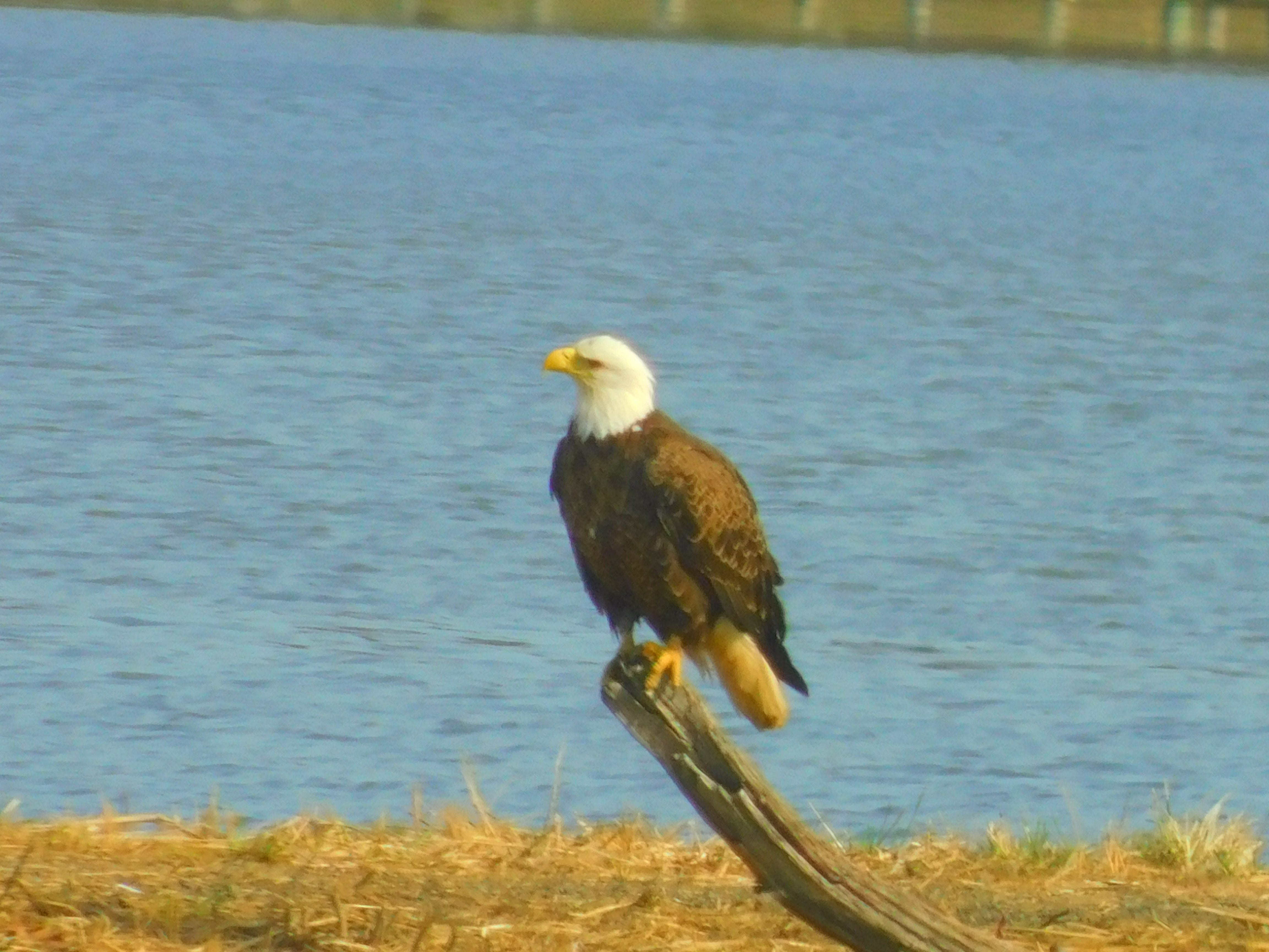 eagle perched next to a river