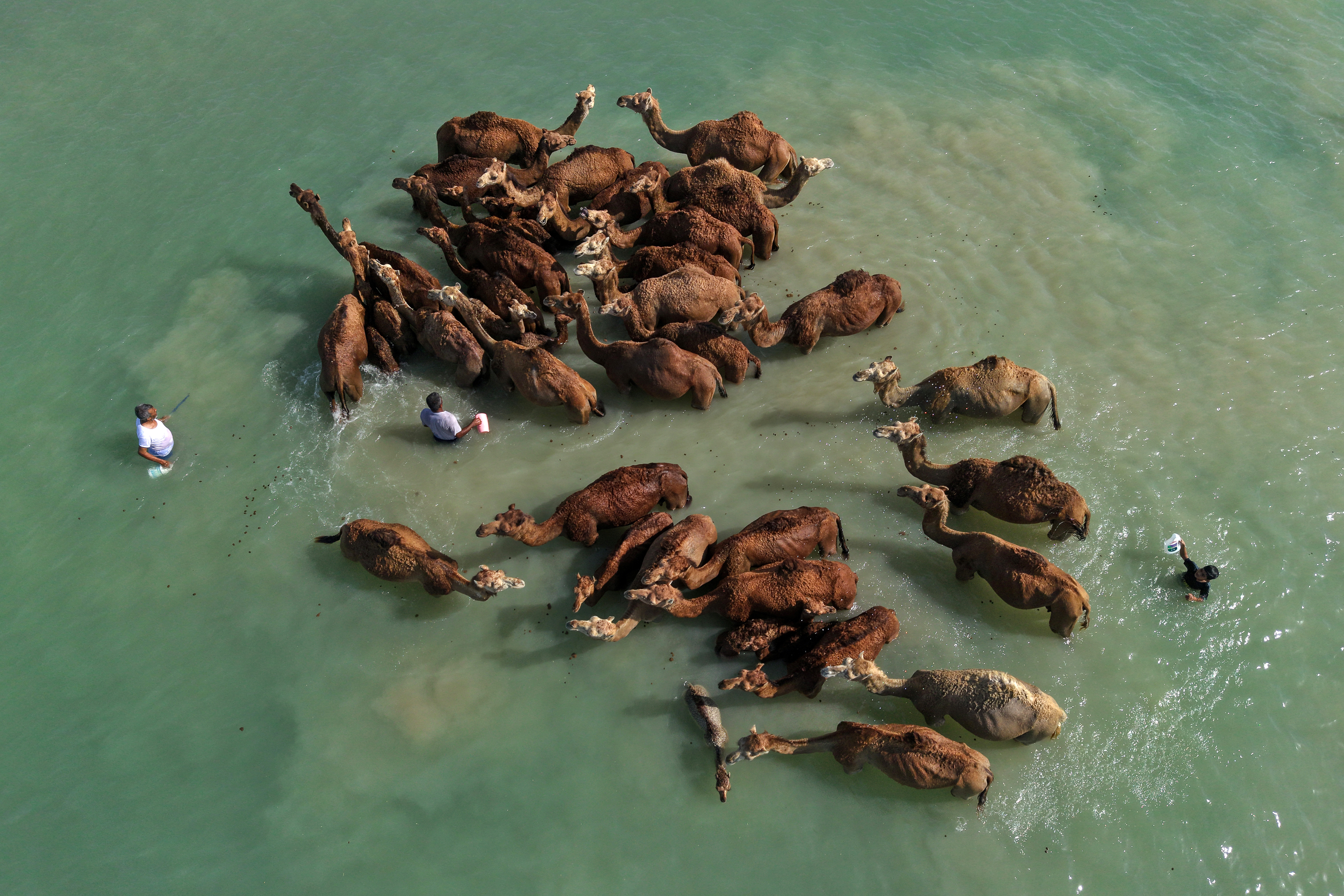 Shepherds on Qeshm Island, Iran, give their camels sea baths during the intense heat to keep them clean and cool.