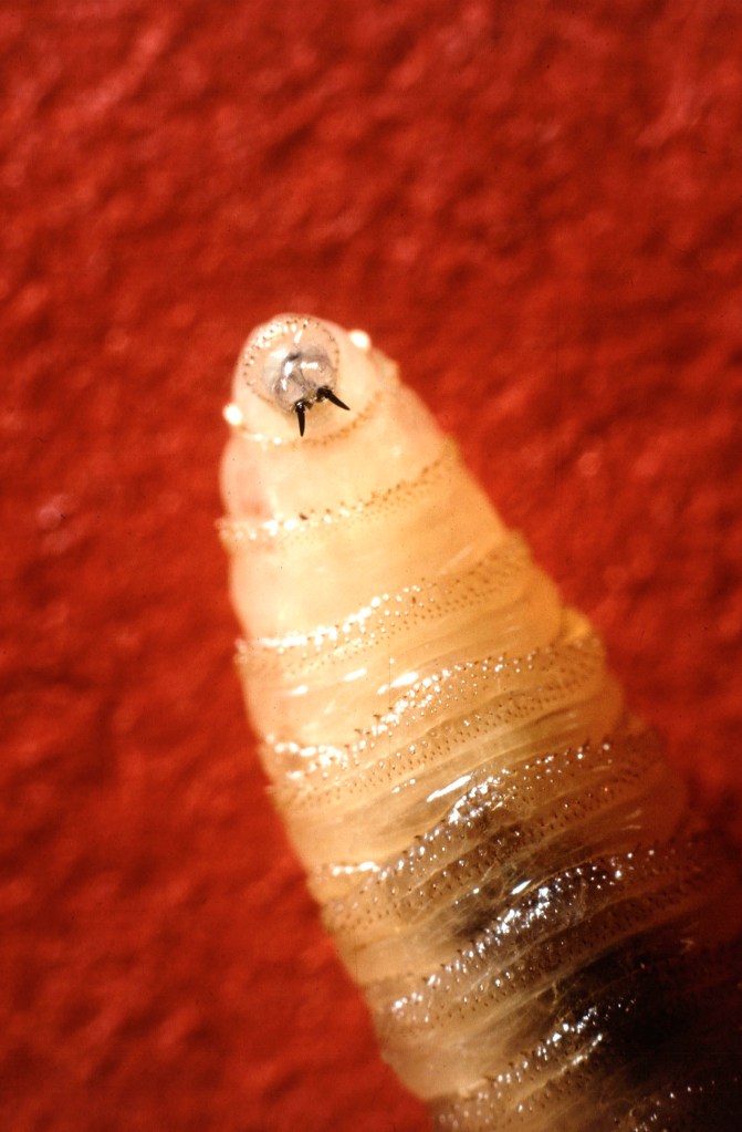 Close-up of a fly larva.