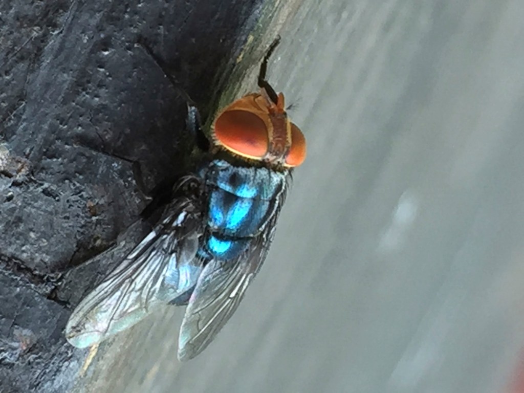 Close-up of a fly with iridescent blue-green thorax and orange eyes.
