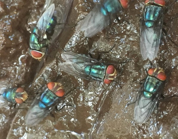 Screwworms on a surface.