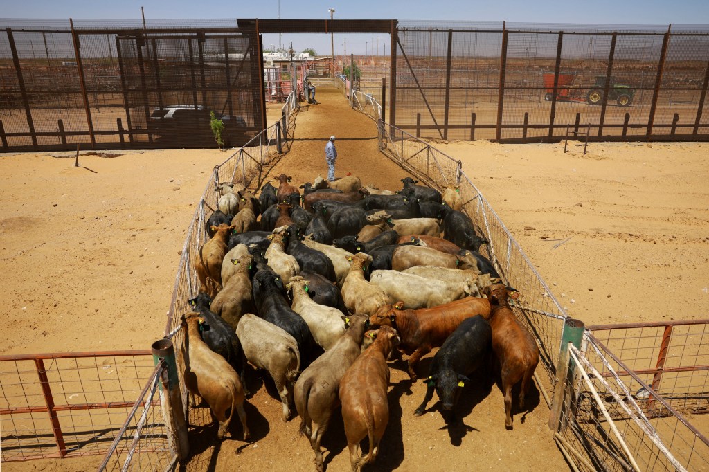 Cattle being herded through a border crossing.