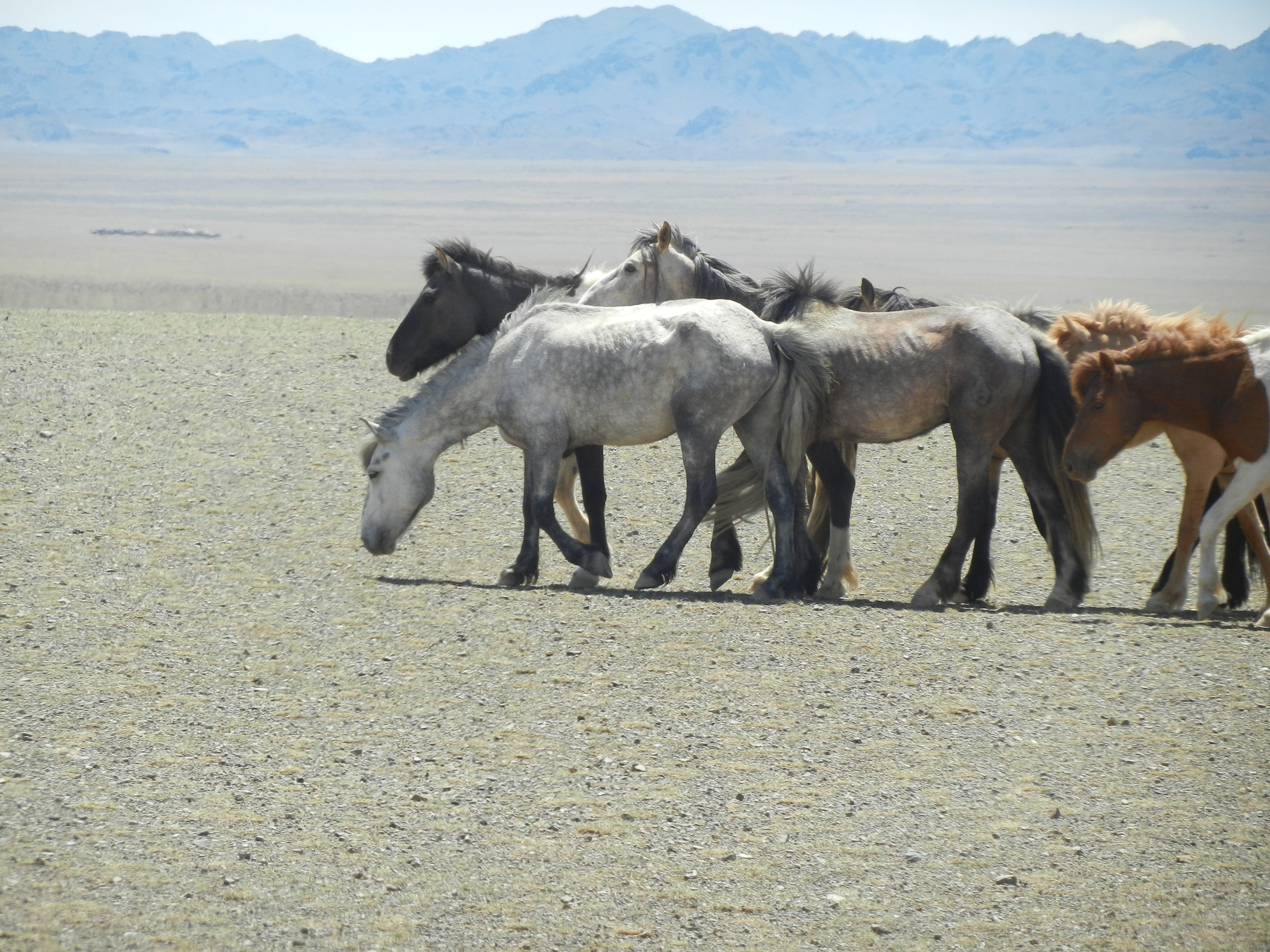 A group of wild horses in Mongolia.