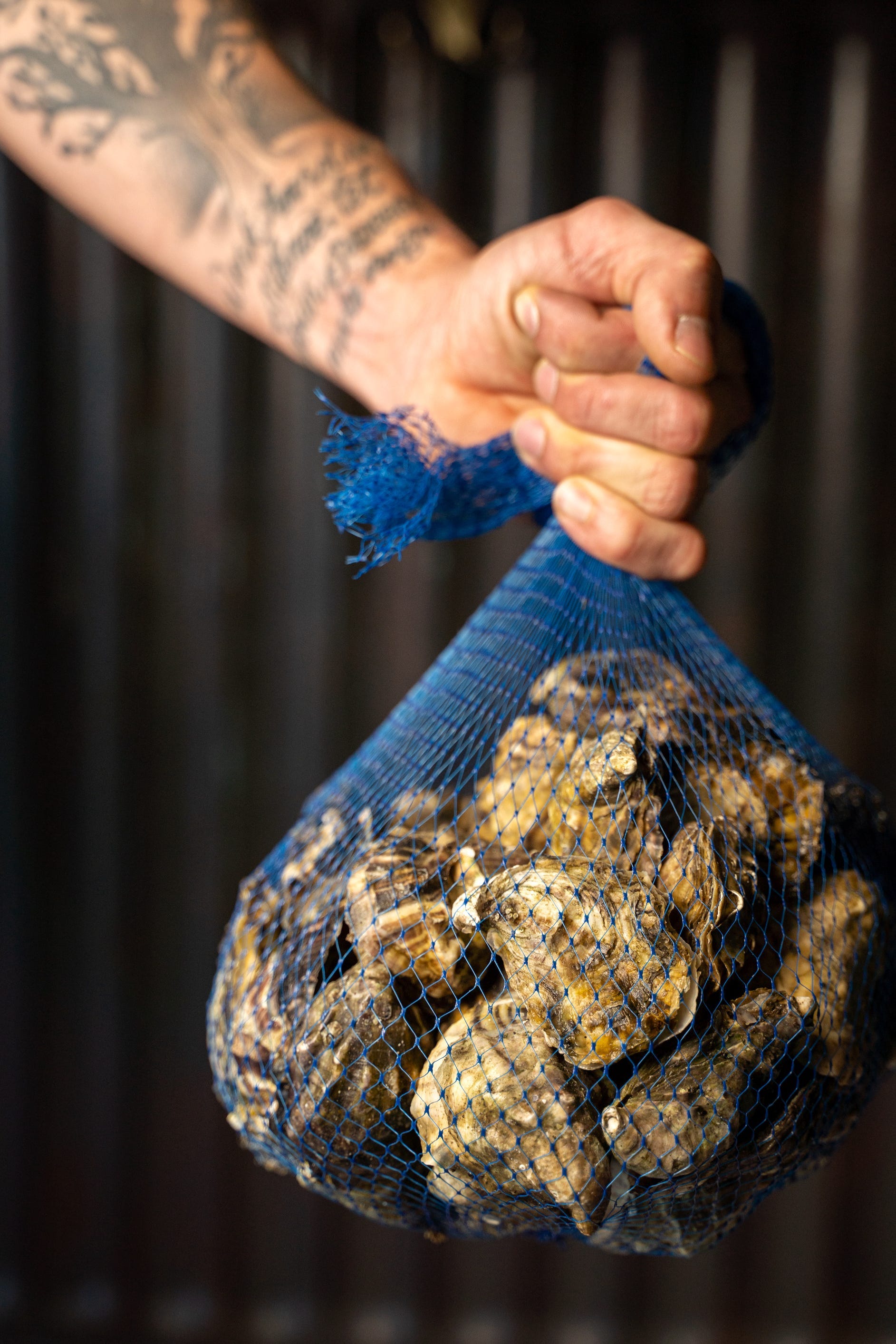 Oysters at Herb & Sea in Encinitas