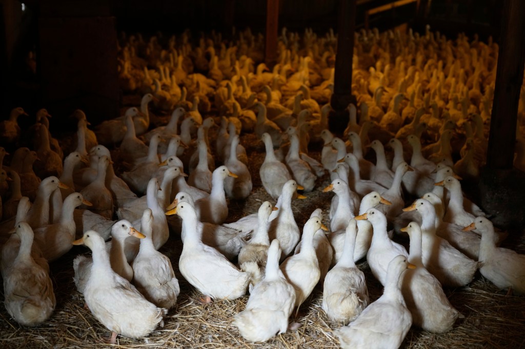 Many white ducks in a barn.