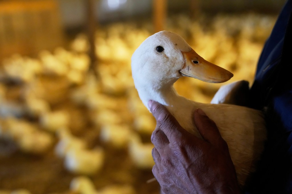 A person holding a duck at a duck farm.