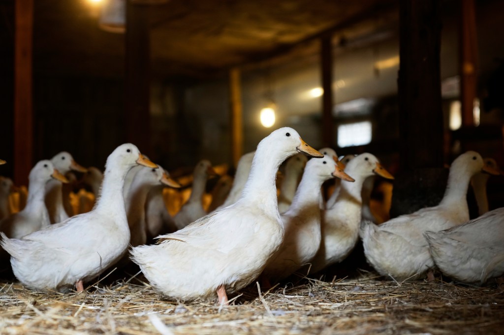 White ducks in a barn.