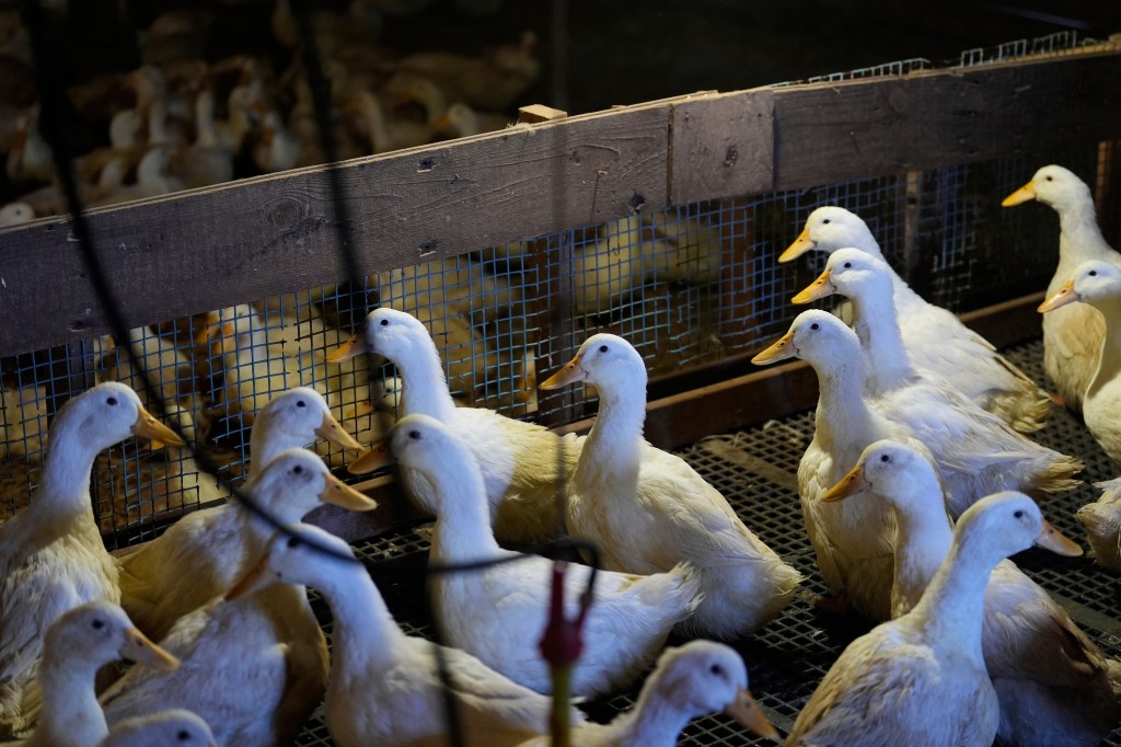 White ducks in a barn.
