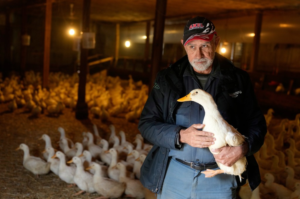 A farmer holds a duck in a duck farm.