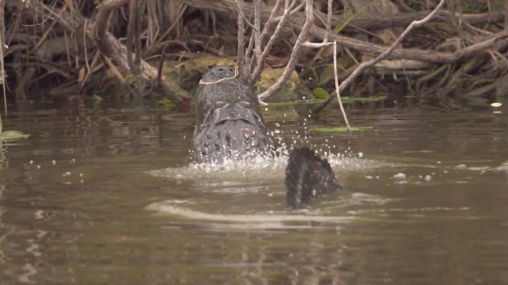 Alligator in water.