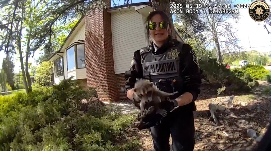 Animal control officer holding a baby raccoon.